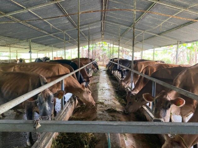 FINCA VENTA 8 MANZANAS  VENECIA  en Venecia, San Carlos, Alajuela — ₡ 262 500 000