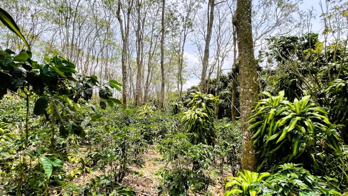 SE VENDE LOTE EN SAN ISIDRO, SAN RAMON en San Ramón, Alajuela — $139,500 - Foto 3 de 19