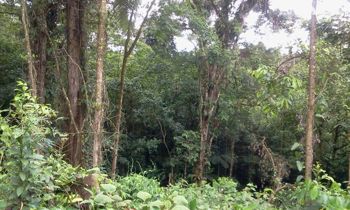 Se vende lote con bosque en zona de desarrollo turístico y senderísmo en Guápiles, Pococí, Limón — 11 000 000 ₡ - Foto 4 de 12