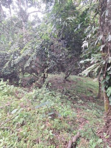 Gran oportunidad – Lote con árboles frutales en Liverpool in Limón — ₡ 15 000 000