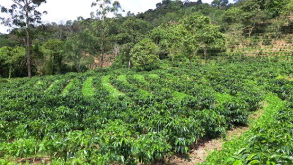 HACIENDA CAFETALERA EN TABARCIA in Tabarcia, Mora, San José — $4,000,000