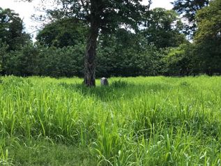VENTA DE BELLA FINCA DE 5 Ha EN RIO FRIO DE SARAPIQUI en Las Horquetas, Sarapiquí, Heredia — $161,600 - Foto 4 de 6