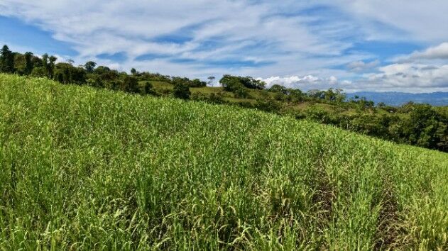 VENTA DE FINCA DE 2.5 HA CON VISTA A LA MONTAÑA EN GENERAL VIEJO, PEREZ ZELEDON in San Isidro De El General, Pérez Zeledón, San José — $118,490
