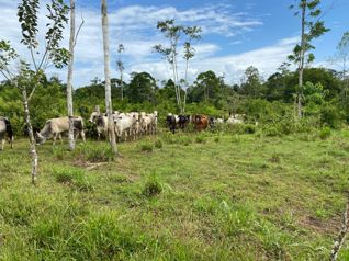 Venta Finca Productiva 96 Ha con Río y Nacientes Cutris San Carlos