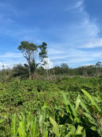 Se vende propiedad ideal para proyecto e inversión  in Corredor, Corredores, Puntarenas — ₡ 216 000 000
