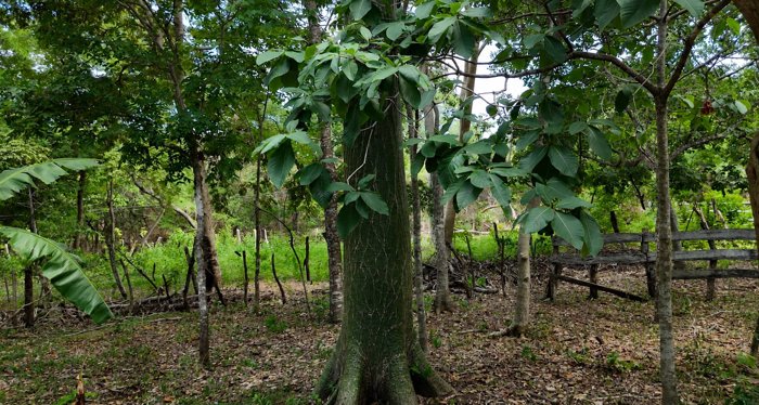 9,3 HECTÁREAS - PENÍNSULA DE PAPAGAYO - AGUA LISTA - ÁRBOLES RAROS en Nacascolo, Liberia, Guanacaste — $1,000,000 - Foto 3 de 16