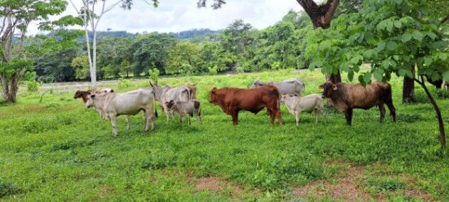 FINCA GANADERA 219 HA EN TULIN in Chires, Puriscal, San José — ₡ 1 000 000 000