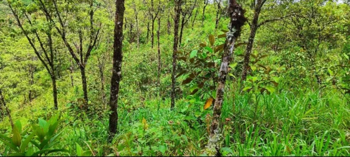 BELLÍSIMA PROPIEDAD EN LAS BRISAS DE SAN VITO. en San Vito, Coto Brus, Puntarenas — ₡ 18 000 000