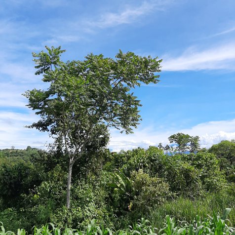 Parcela en Lourdes de San Vito de Coto Brus en San Vito, Coto Brus, Puntarenas — ₡ 39 266 000 - Foto 3 de 26