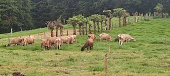 Finca en Venta Zarcero, Zarcero, Alajuela