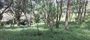 ESPECTACULAR FINCA EN TABARCIA DE MORA, SAN JOSÉ.