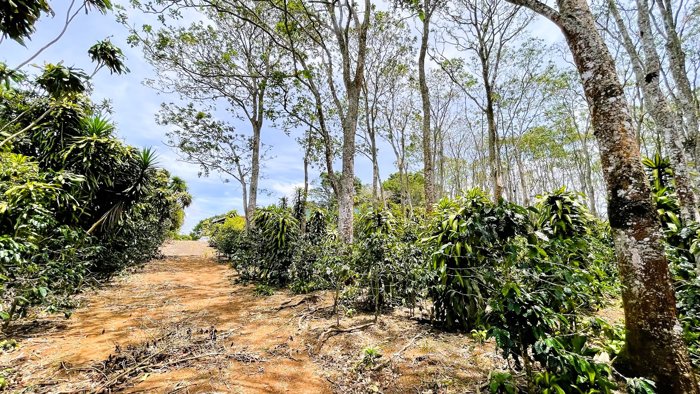 SE VENDE LOTE EN SAN ISIDRO, SAN RAMON in San Ramón, Alajuela — $160,000