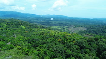Finca de 107 Hectáreas en Sierpe, Osa in Sierpe, Osa, Puntarenas — 482 800 000 ₡ - Photo 3 of 10