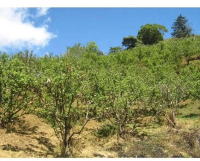 Se vende propiedad en Copey de Dota – Ideal para cultivo en San Isidro, El Guarco, Cartago — ₡ 240 000 000