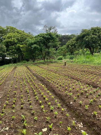 Lot For Sale In San Juan De Grecia, Costa Rica in Grecia, Alajuela — ₡ 50 000 000