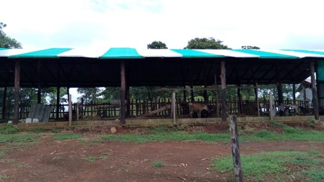 Finca de pastos ganadera / Escuchamos ofertas, precio NEGOCIABLE in Buenavista, Guatuso, Alajuela — ₡ 170 000 000