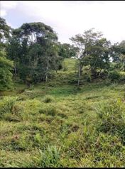 Vendo finca de 115 manzanas en cutris de San Carlos, se recibe como intercambio tambien en Cutris, San Carlos, Alajuela — 316 250 000 ₡ - Foto 4 de 15