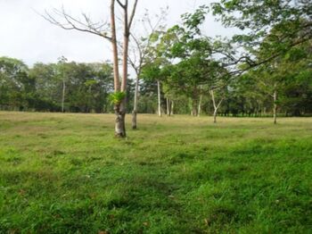 Farm For Sale Upala, Upala, Alajuela