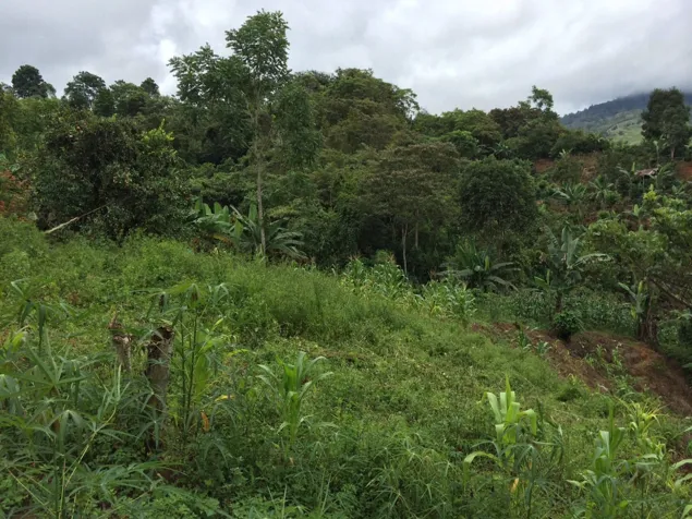Lote en venta en Pérez Zeledón, Quebradas en San Isidro De El General, Pérez Zeledón, San José — ₡ 26 000 000 - Foto 3 de 7