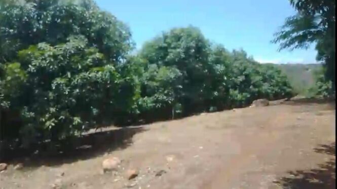 SE VENDE PRECIOSA FINCA EN SAN MATEO DE ALAJUELA.  en San Mateo, Alajuela — ₡ 200 000 000