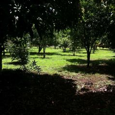 Precioso Lote en Los Ángeles de La Fortuna in La Fortuna, San Carlos, Alajuela — 50 000 000 ₡ - Photo 3 of 5