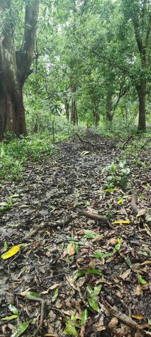 VENTA DE LOTE DE PLAYA, GUANACASTE, SANTA CRUZ in Santa Cruz, Guanacaste — ₡ 175 000 000