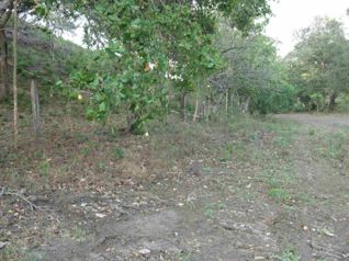 lot in the countryside, quiet and greenery in a tourist area in Curubandé, Liberia, Guanacaste — $360,000 - Photo 3 of 5