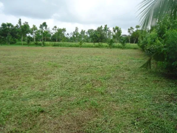 5000mt² Guácimo, Limón en Guácimo, Limón — ₡ 35 000 000 - Foto 3 de 7