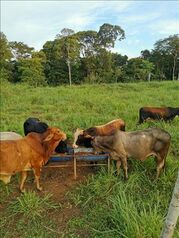 Vendo Hermosa Finca en Los Almendros en Cutris, San Carlos, Alajuela — 157 000 000 ₡ - Foto 5 de 12