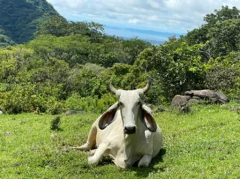 Hermosa Propiedad rodeada de naturaleza.