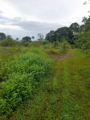 Finca en Venta en Upala | 7 Hectáreas Planas Producción de Piña en Upala, Alajuela — ₡ 90 000 000 - Foto 2 de 5