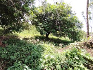 Venta de terreno agrícola de 21.764 m2 en San Pedro, Pérez Zeledón in San Pedro, Pérez Zeledón, San José — 98 000 000 ₡ - Photo 5 of 27