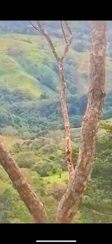 Se vende finca en Tabarcia de Mora, Ciudad Colón. in Tabarcia, Mora, San José — ₡ 250 000 000