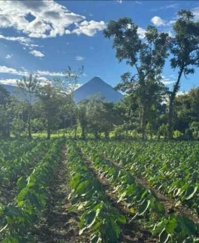 GANGA lote con Vista al Volcán 948m2  en La Fortuna, San Carlos, Alajuela — ₡ 35 000 000
