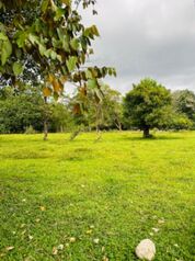 Farm For Sale Canoas, Corredores, Puntarenas