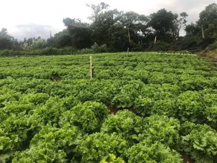 Terreno Agrícola en Cote de Cartago (AD) in Zaragoza, Palmares, Alajuela — $290,000 - Photo 3 of 9