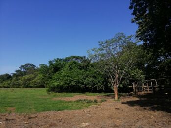 Se vende amplio terreno de 36,5 hectáreas en Nosara Guanacaste 23-2211 en Nosara, Nicoya, Guanacaste — $7,307,900 - Foto 4 de 22