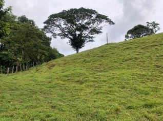 Hermosas fincas, La Virgen de Sarapiquí