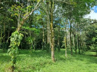 Venta 1Hectarea Aguas Zarcas San Carlos Alajuela en Aguas Zarcas, San Carlos, Alajuela — 65 000 000 ₡ - Foto 4 de 14