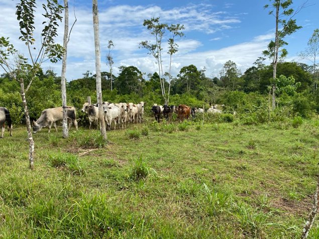 Venta Finca Productiva 96 Ha con Río y Nacientes Cutris San Carlos en Cutris, San Carlos, Alajuela — $1,275,000