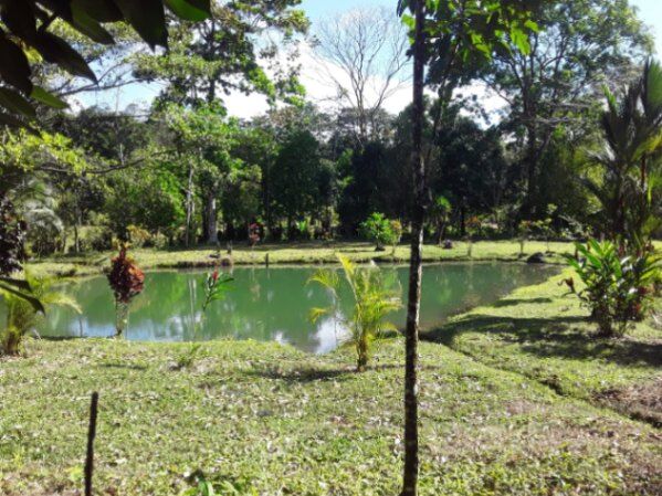 Hermosa finca  en La Tigra, San Carlos, Alajuela — ₡ 150 000 000