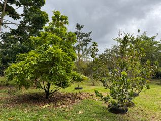 VENTA Finca de 2.0 Ha en Bella Vista de Guápiles -  CON CASA DE HABITACION- PRECIO NEGOCIABLE en Guápiles, Pococí, Limón — 240 744 000 ₡ - Foto 4 de 18