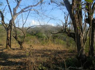 Venta Finca de 20 Ha carretera a Bajamar Orotina en La Ceiba, Orotina, Alajuela — $1,000,000 - Foto 5 de 6