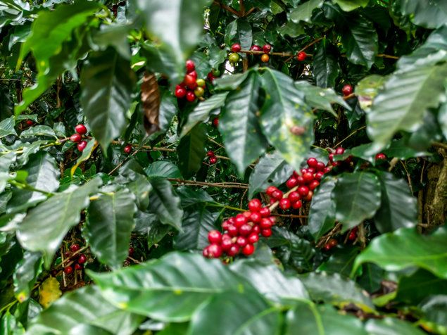 Oportunidad: Venta de Finca Cafetalera en Naranjo, Inversión Ideal en San Miguel, Naranjo, Alajuela — $1,700,000