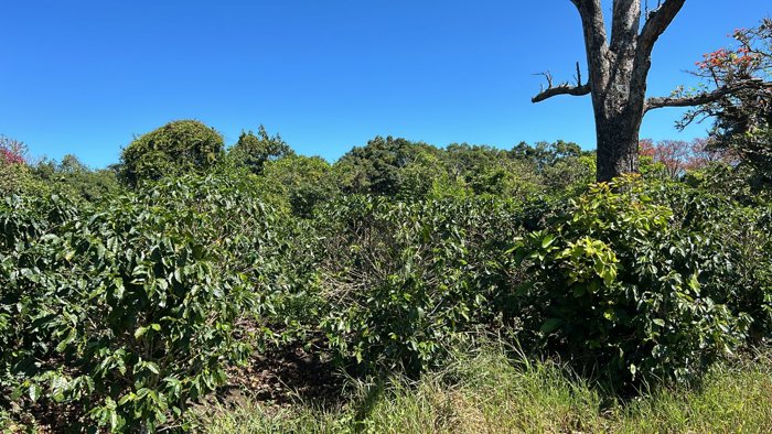 VENTA TERRENO DE DESARROLLO, HEREDIA, SANTO DOMINGO en San Vicente, Santo Domingo, Heredia — $3,784,000 - Foto 3 de 13