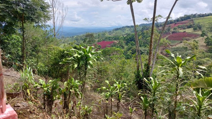 Finca en venta en La Tigra, San Carlos, con riachuelo in La Tigra, San Carlos, Alajuela — $89,000
