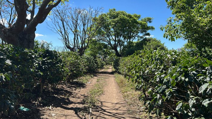 VENTA TERRENO DE DESARROLLO QUINTAS, HEREDIA, SANTO DOMINGO en Santo Tomás, Santo Domingo, Heredia — $7,255,000