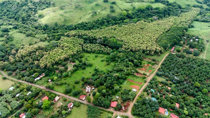 SE VENDE FINCA REFORESTADA EN SANTA RITA OROTINA en Coyolar, Orotina, Alajuela — ₡ 200 000 000 - Foto 2 de 34