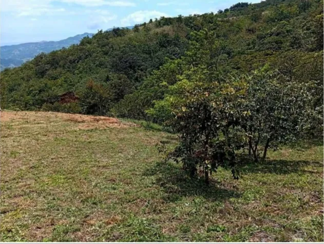 SE VENDE BELLA PROPIEDAD EN PIEDADES SUR DE SAN RAMÓN. en Piedades Sur, San Ramón, Alajuela — ₡ 17 500 000