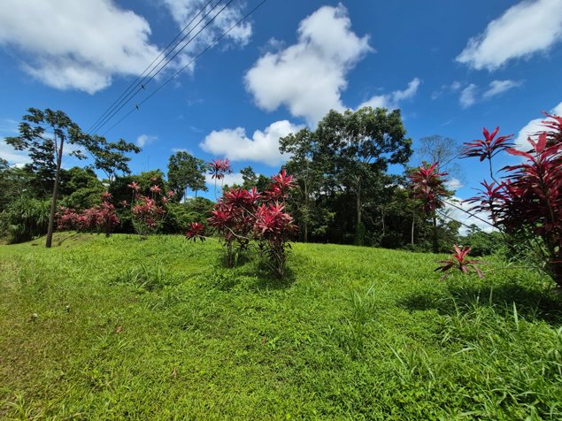 🌿 LOTE EN VENTA EN BUENOS AIRES – CALLE MANZANO en Guápiles, Pococí, Limón — ₡ 35 000 000 - Foto 2 de 6